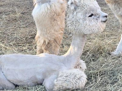 Adorable Baby Alpaca - Recently Shorn, Fluffy White.