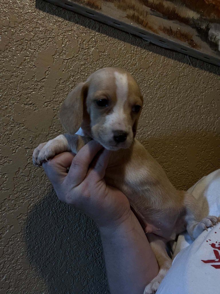 dachshund/bassett hound  puppies