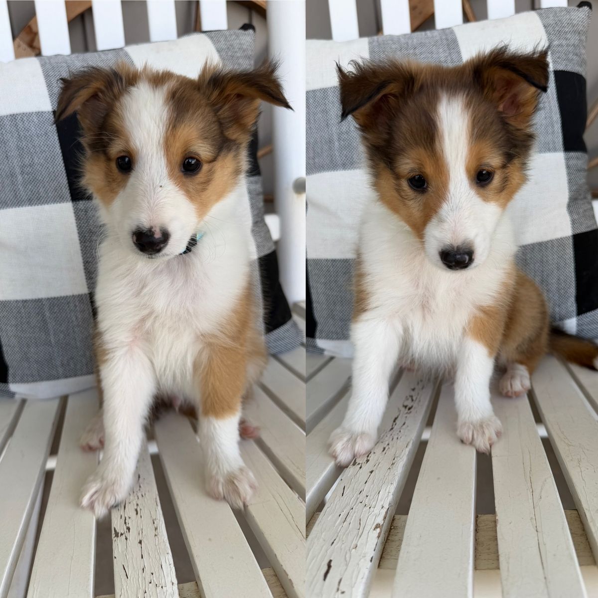 AKC SMALL sheltie(shetland sheepdog) puppies ready to go! 