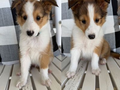 AKC SMALL sheltie(shetland sheepdog) puppies ready to go!