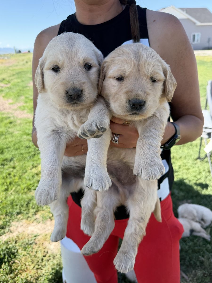 AKC Golden Retriever puppies