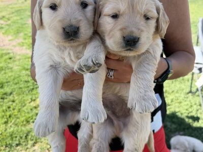 AKC Golden Retriever puppies
