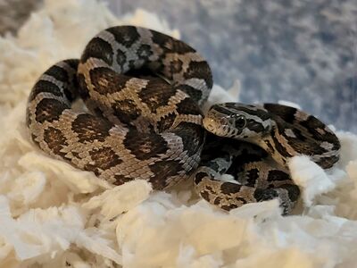 Baby Corn Snake