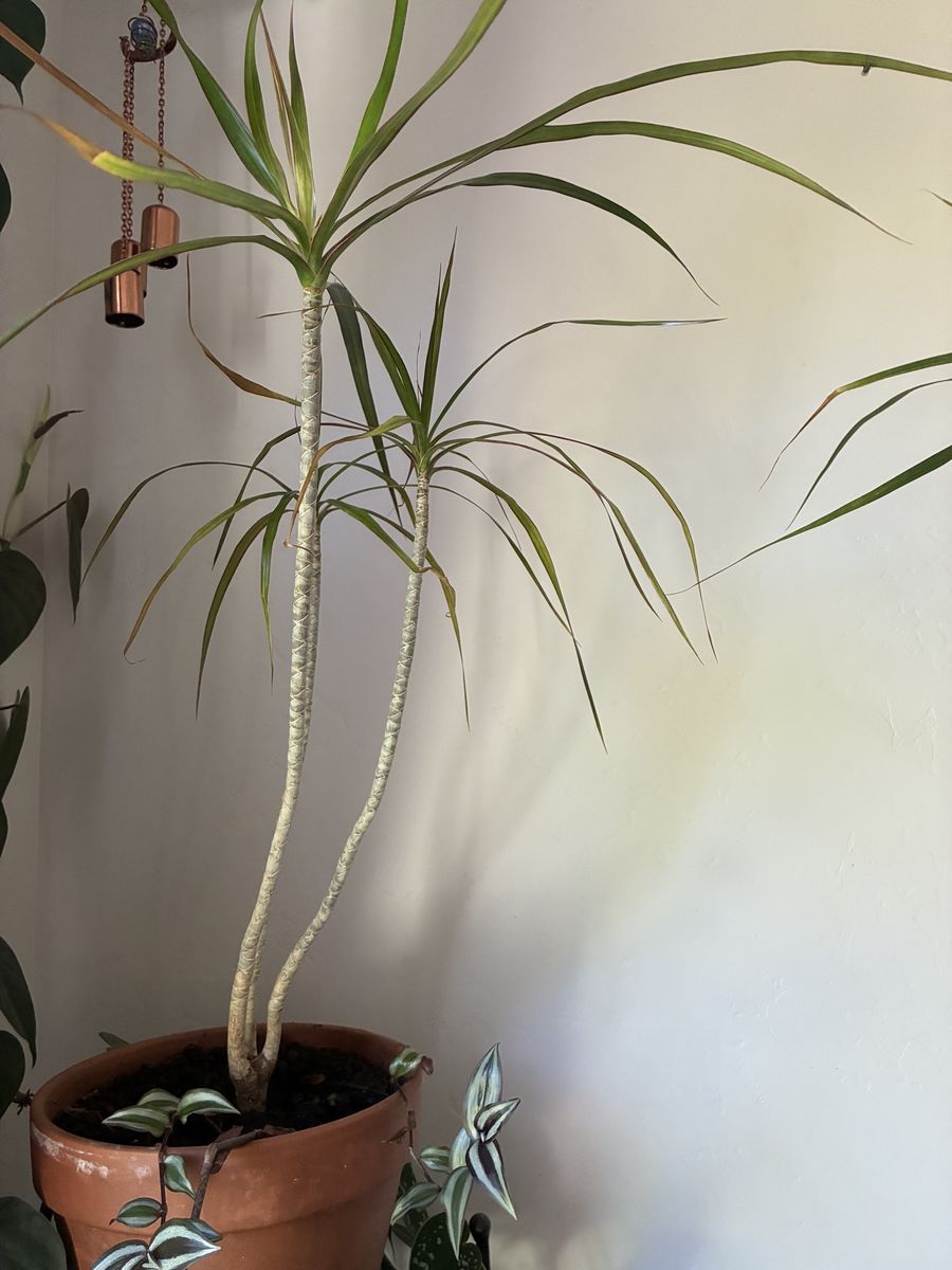 Large Dracaena Marginata Plant in Terracotta Pot - Healthy Houseplant