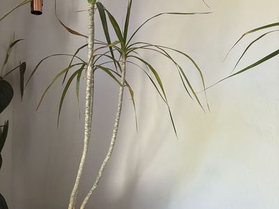 Large Dracaena Marginata Plant in Terracotta Pot - Healthy Houseplant