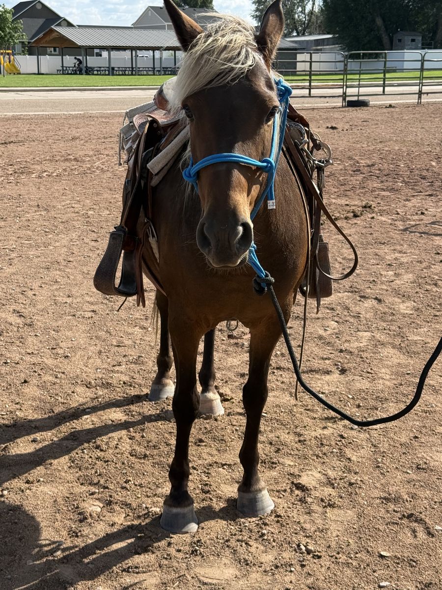 All Around Pony