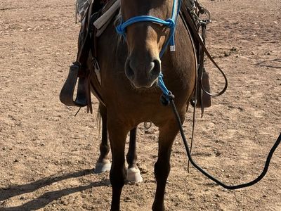 All Around Pony
