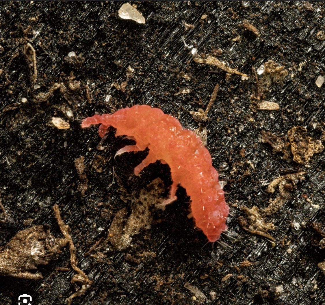 Tai Red Springtails 