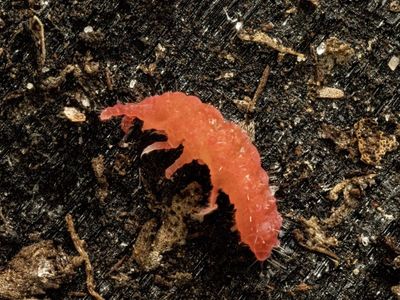 Tai Red Springtails