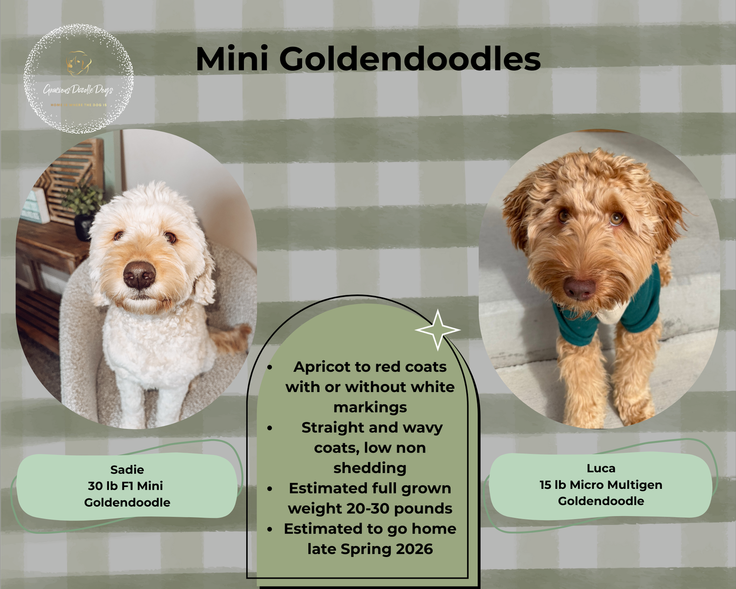 Mini Goldendoodle Puppies Utah – Straight to Wavy Coats – June Go Home