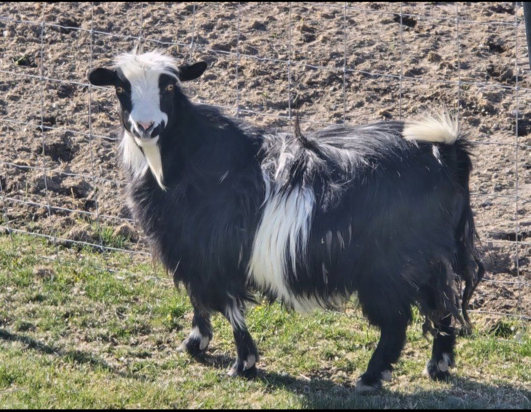 mini silky fainting doe