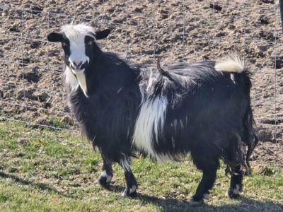 mini silky fainting doe