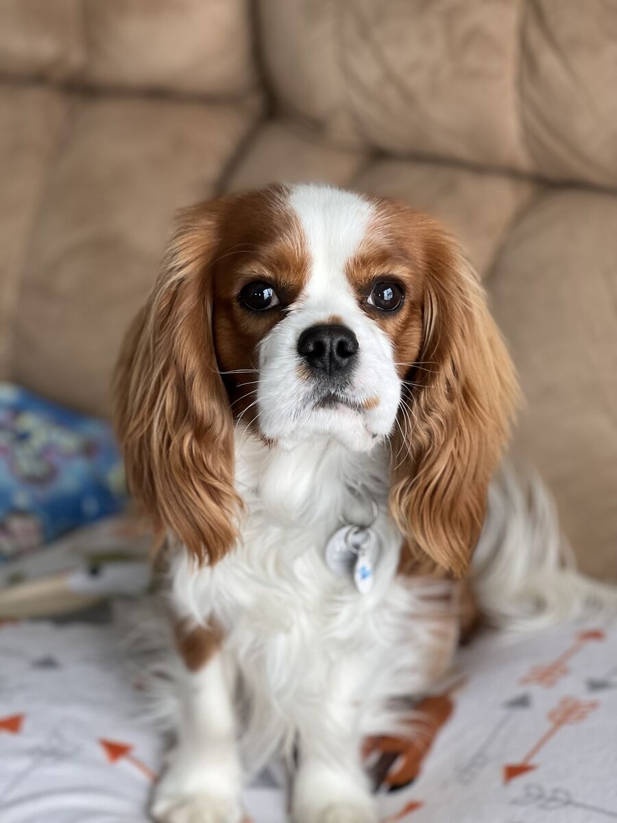 AKC King Charles Cavalier Stud