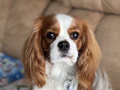 AKC King Charles Cavalier Stud
