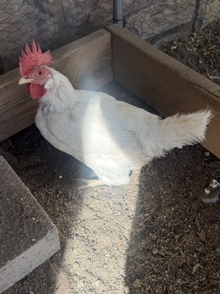 Hens for sale
