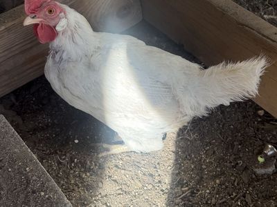 Hens for sale
