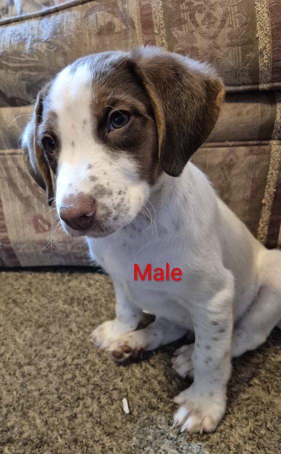 Border Beagle puppies