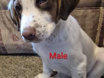 Border Beagle puppies