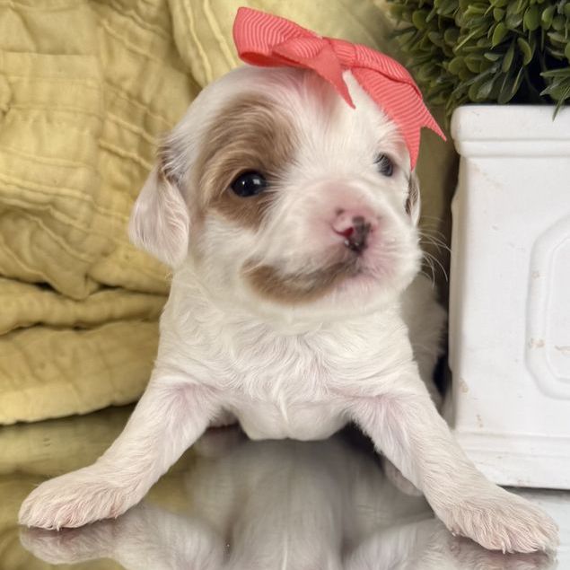 Mini Golden Cavapoo Puppies – Beautiful Colors