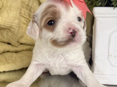 Mini Golden Cavapoo Puppies – Beautiful Colors