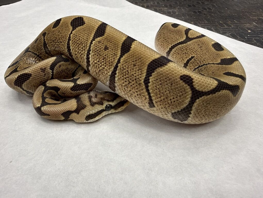 Woma DH VPI Clown pos Het Hypo