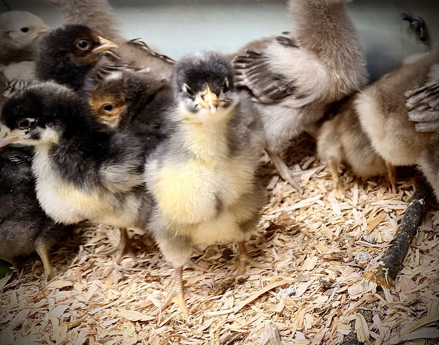 >1 Week Old Chicks