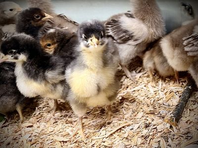 >1 Week Old Chicks