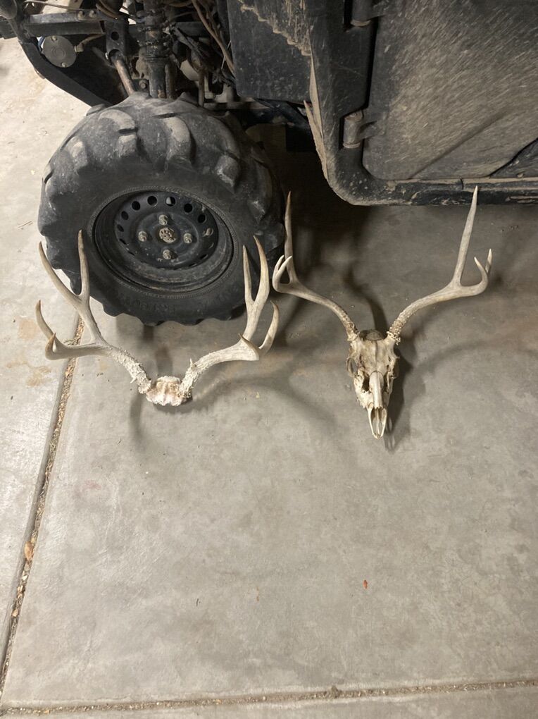 2 Mule Deer Dead Heads