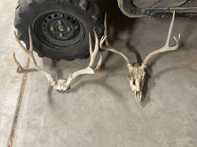 2 Mule Deer Dead Heads