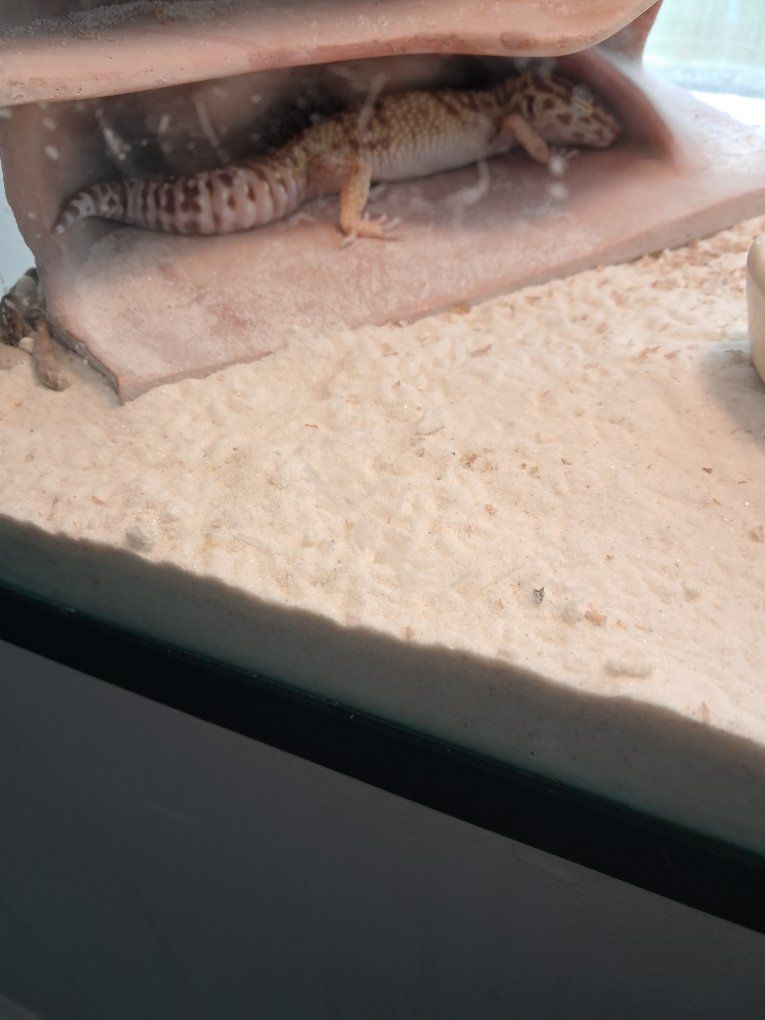 Leopard Gecko (Reptile) - Pet Lizard for Sale