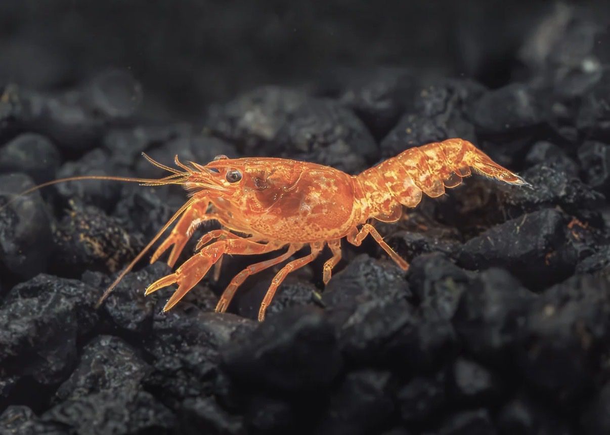 Dwarf Mexican Crayfish
