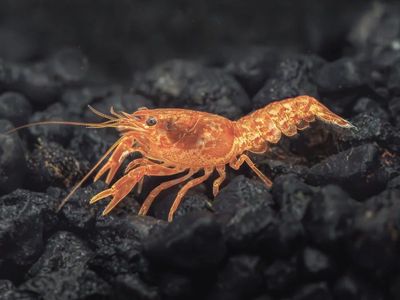 Dwarf Mexican Crayfish