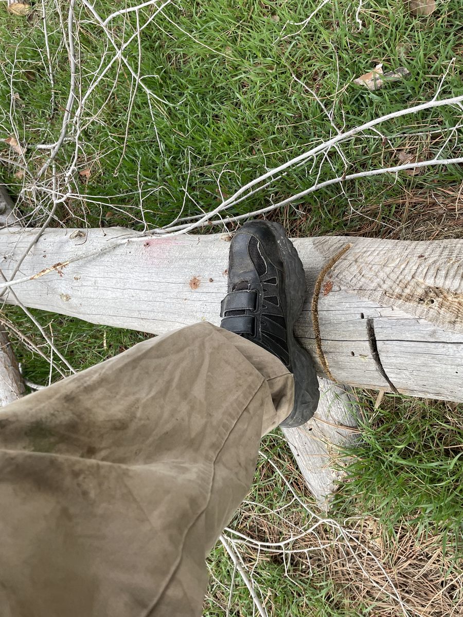 11’ solid pine log 24” dia