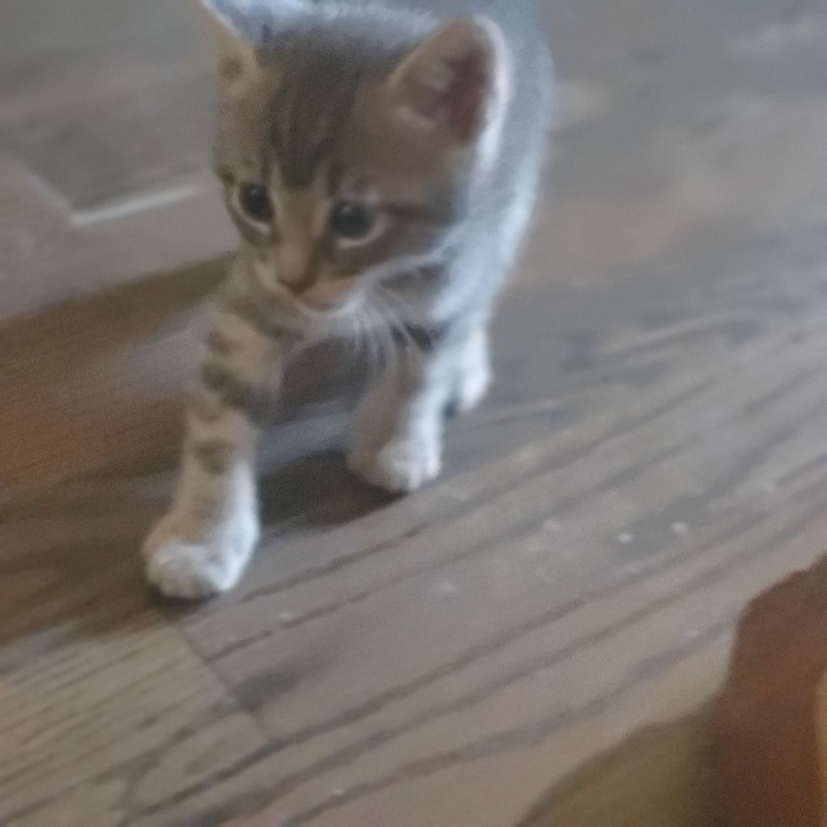 Beautiful Kittens