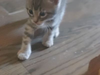 Beautiful Kittens