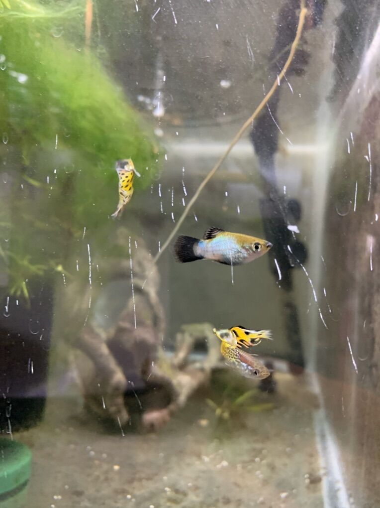 Make Platies and Male Guppies For Sale