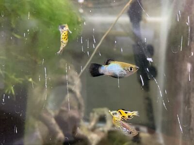 Make Platies and Male Guppies For Sale
