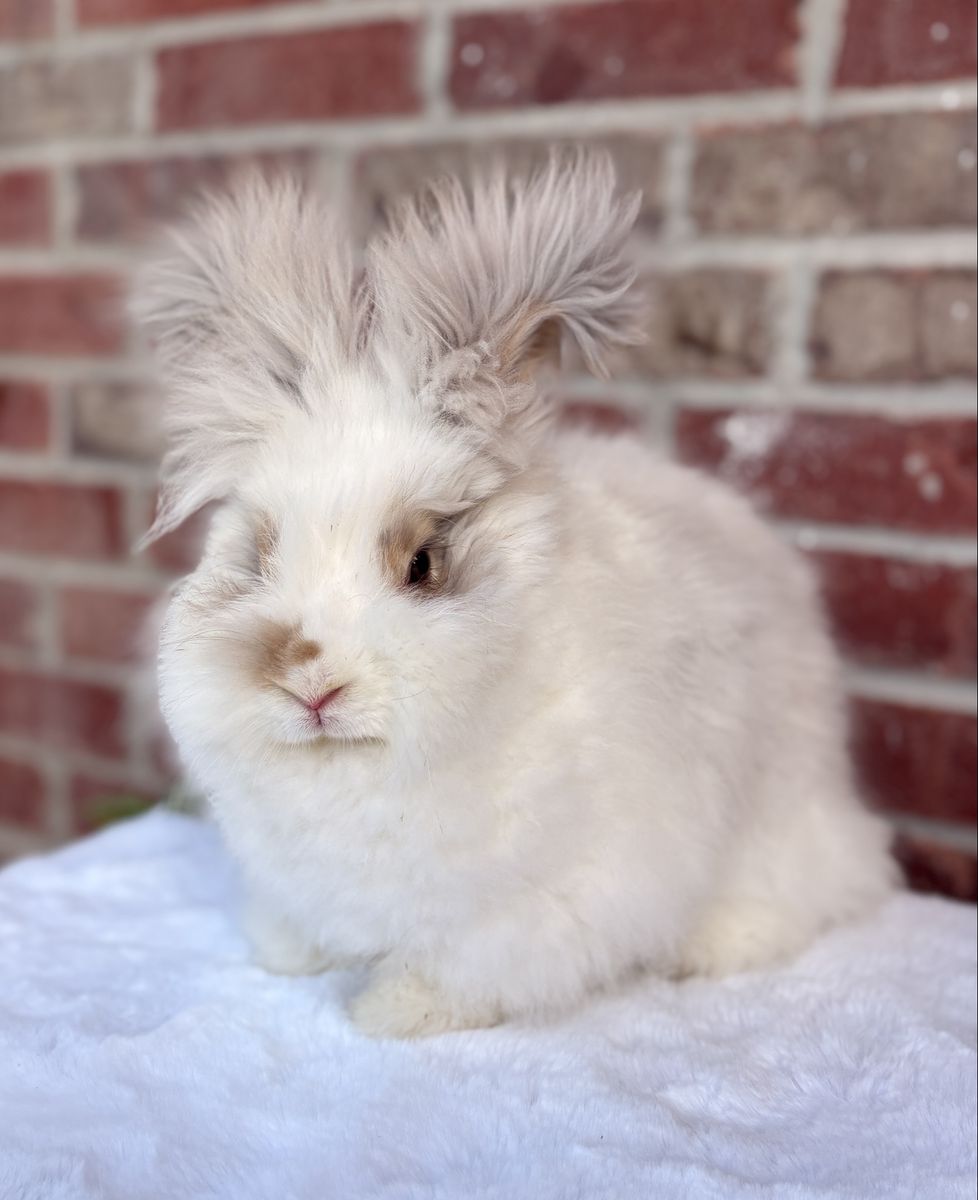 Sweetest teenage pedigreed English angora doe bunny rabbit; broken lynx
