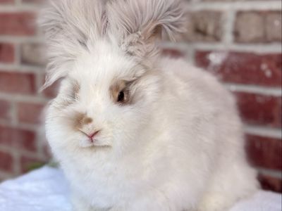 Sweetest teenage pedigreed English angora doe bunny rabbit; broken lynx