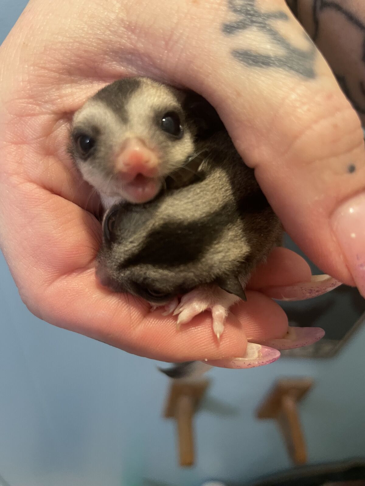 🦔 Quillberry Hedgehogs & Gliders – Sugar Gliders Available 🦔