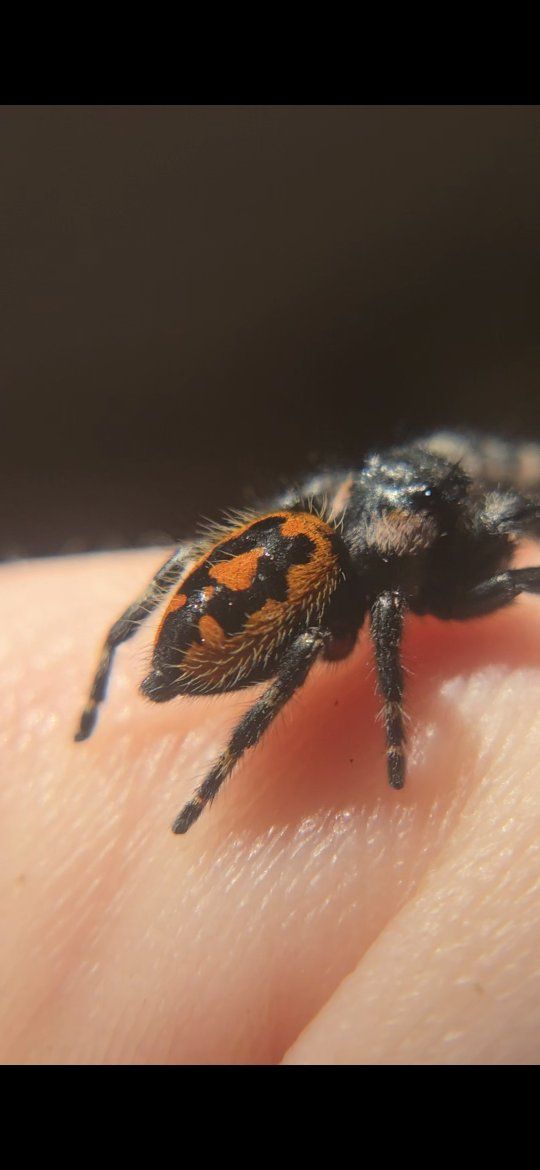 colorful jumping spiders spectacular patterns!