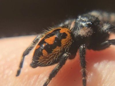 colorful jumping spiders spectacular patterns!