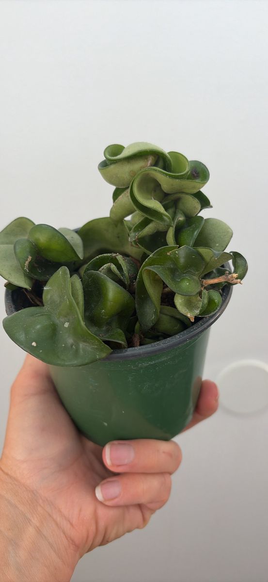 Hoya Carnosa 'Compacta' Hindu Rope Plant Live Potted Houseplant