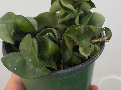 Hoya Carnosa 'Compacta' Hindu Rope Plant Live Potted Houseplant