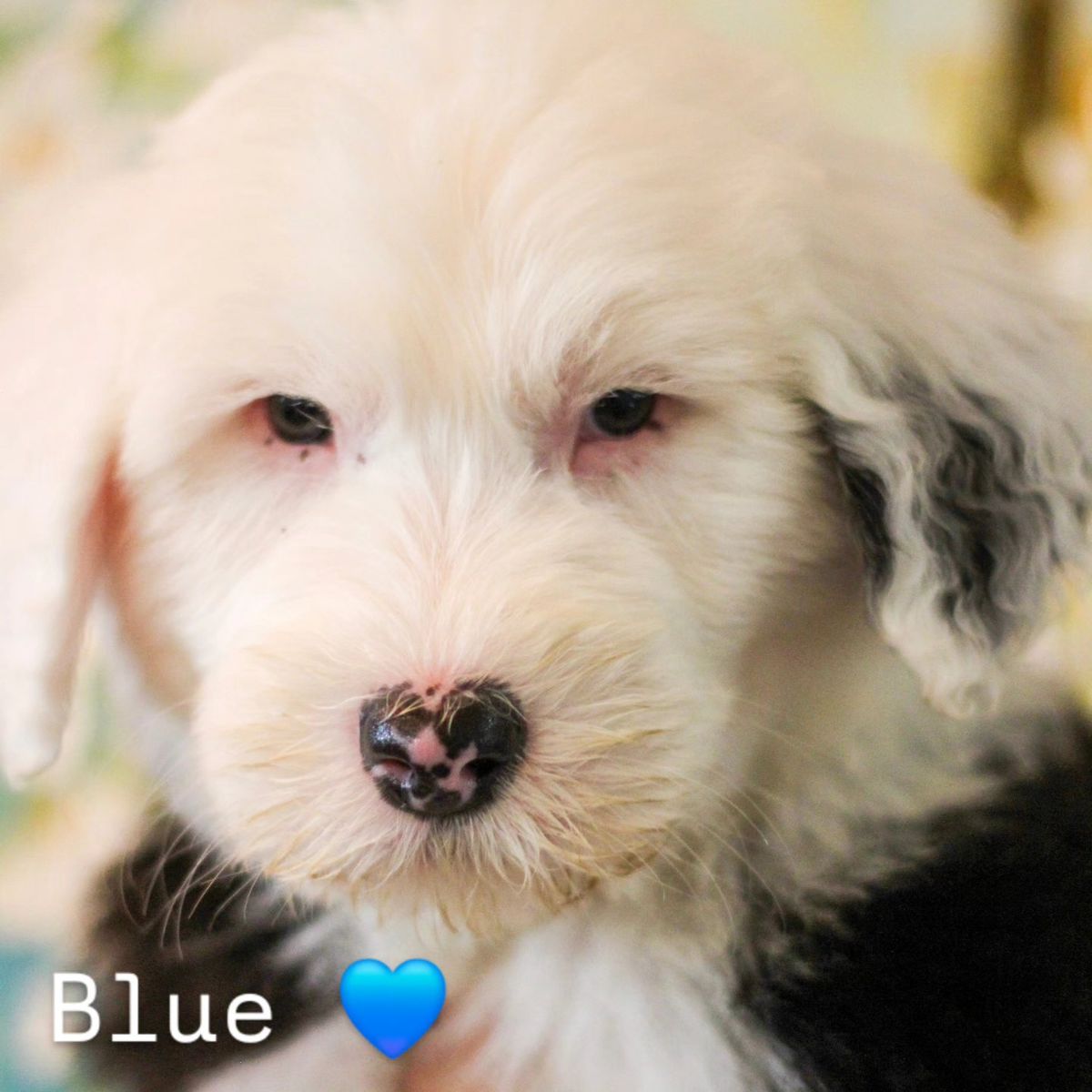 Old English Sheepdog AKC Puppies