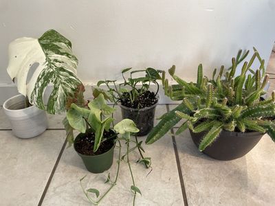 Houseplants Bundle