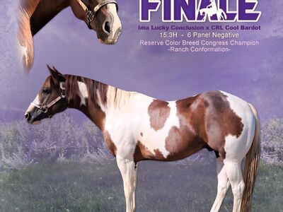 APHA paint stallions, breeding fees only