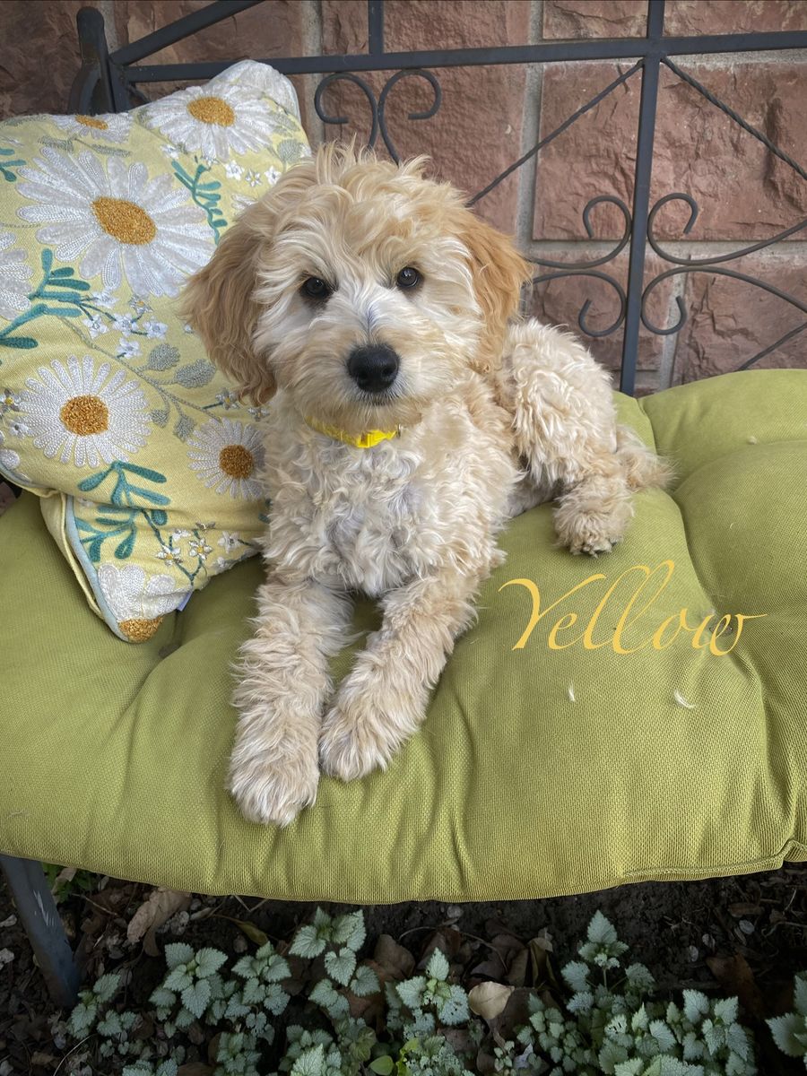 Female Goldendoodle/golden doodle puppies