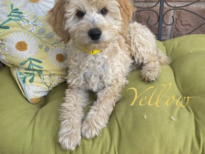 Female Goldendoodle/golden doodle puppies