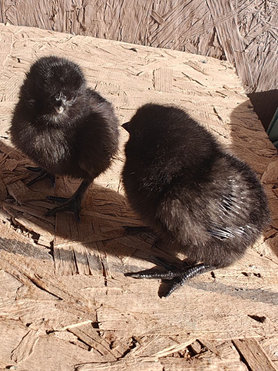 Black silkie chicks